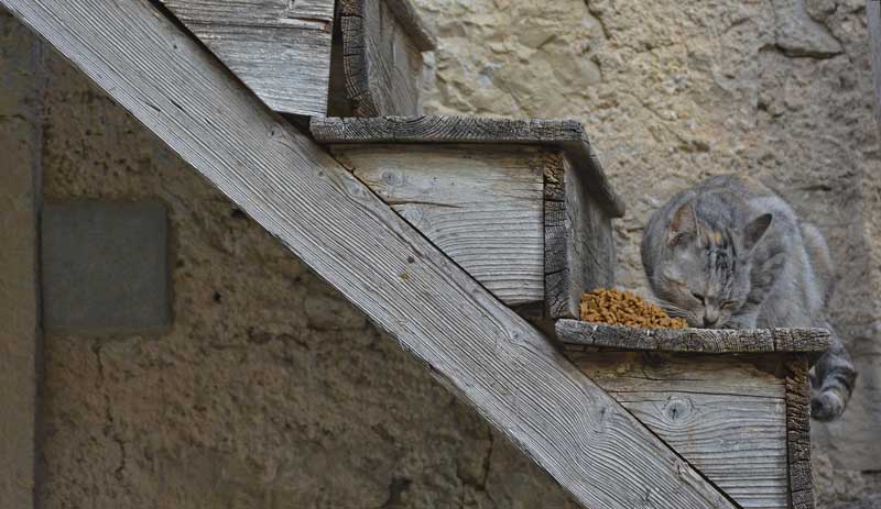 Katze frisst auf einer hölzernen Außentreppe.