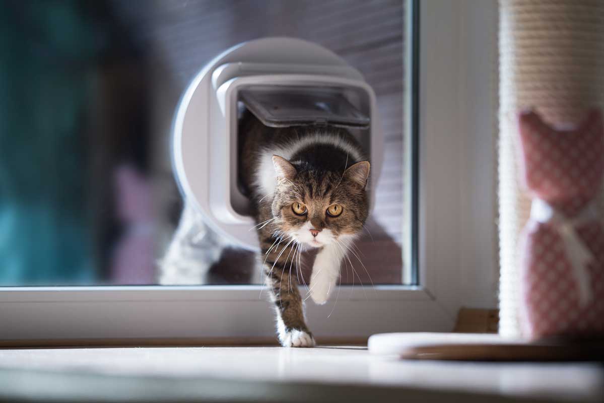 Katze Chippen Nebenwirkungen