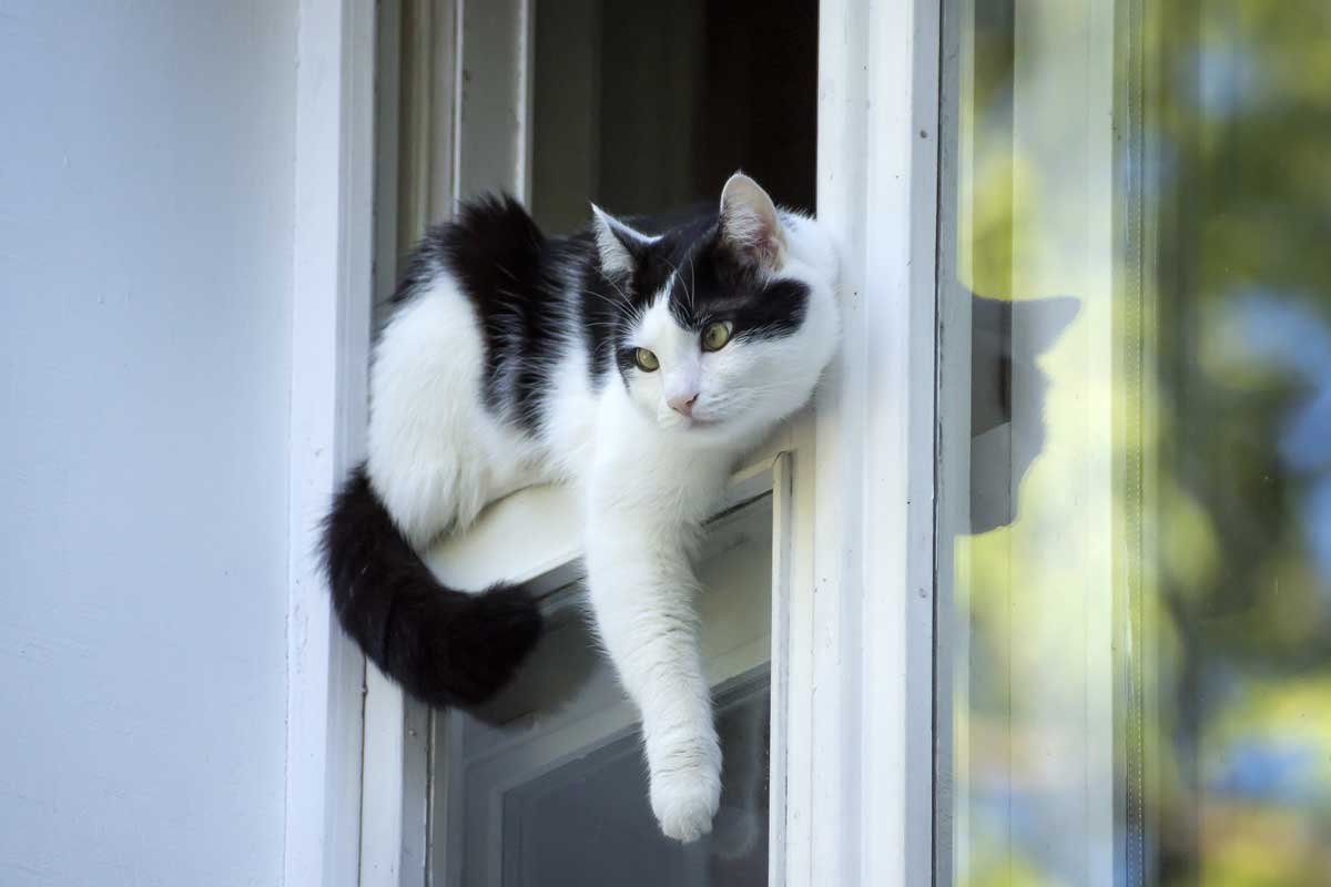 Katze Dreht Sich Um Eigene Achse