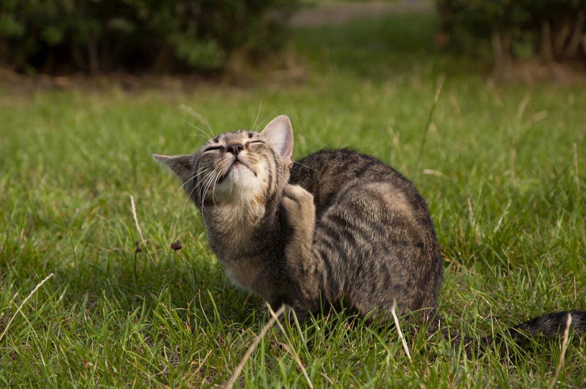 Katze im Gras kratzt sich mit Hinterbein.
