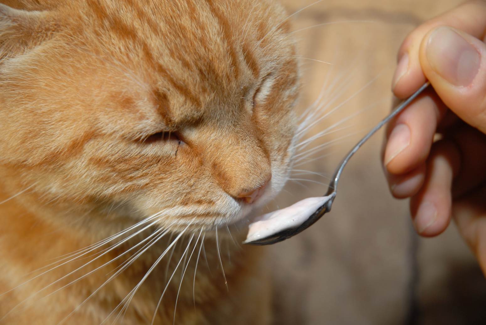 Katze bekommt einen Teelöffel mit Malzcremesnack.