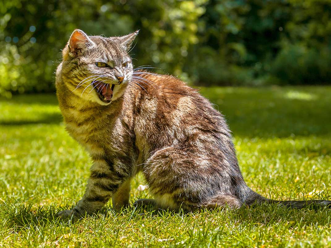Eine aggressiv fauchende Katze sitzt auf dem Rasen.