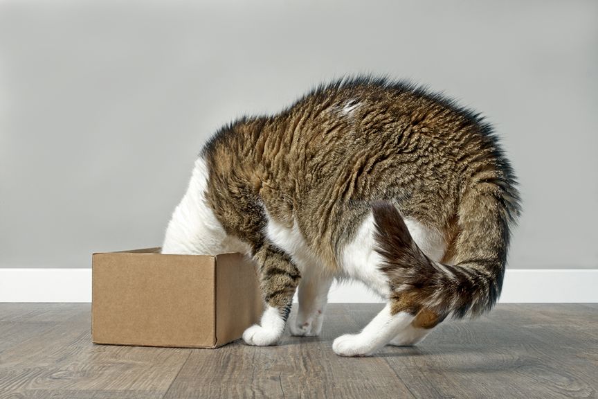 Eine Katze sucht in einem Karton nach Belohnungen.