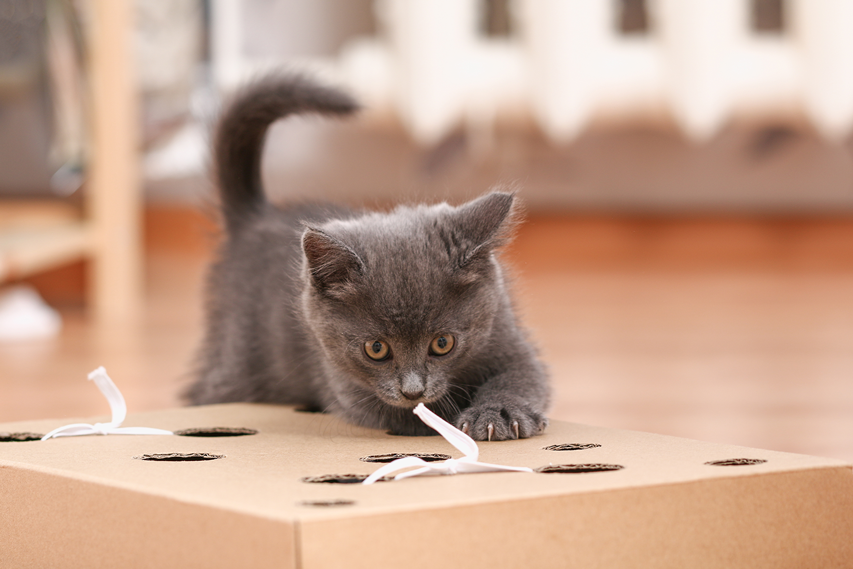 Eine kleine Katze liegt auf einem gelochten Karton und spielt.  