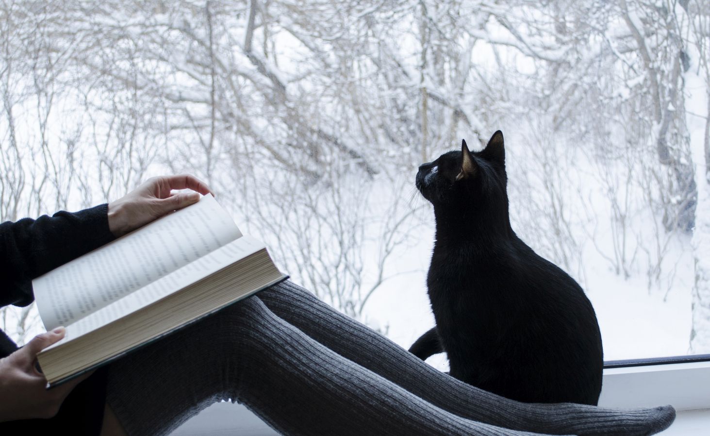 Katze sitzt neben einer lesenden Person vor einem Fenster und beobachtet Schneeflocken.