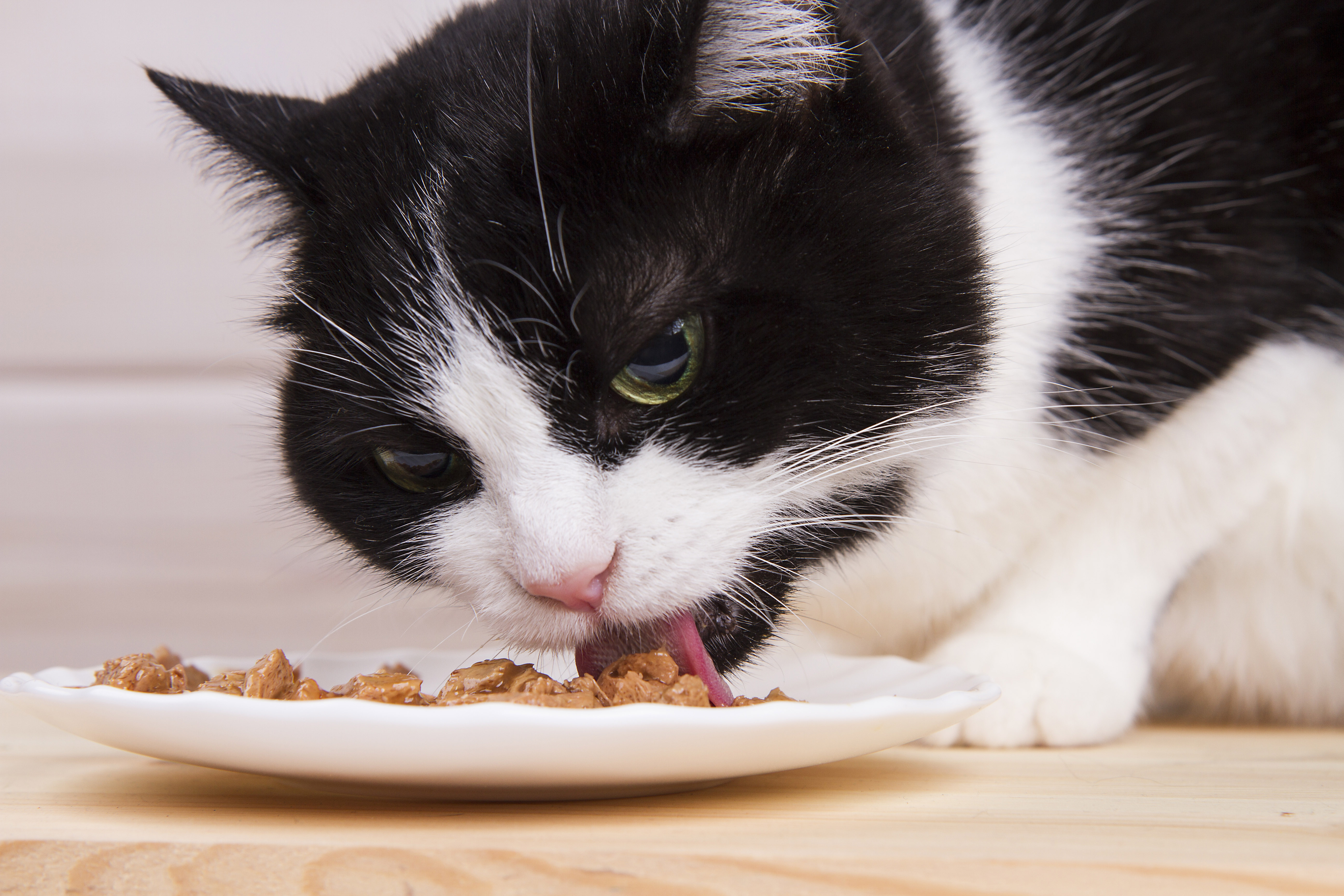 Eine Katze frisst Futter von einem kleinen Teller.