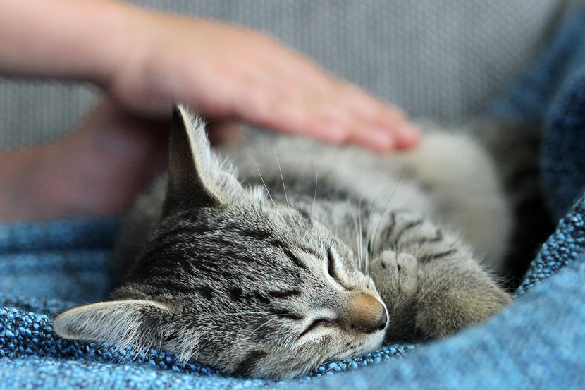 Eine Katze liegt mit geschlossenen Augen auf einem Tuch und lässt sich den Bauch streicheln.