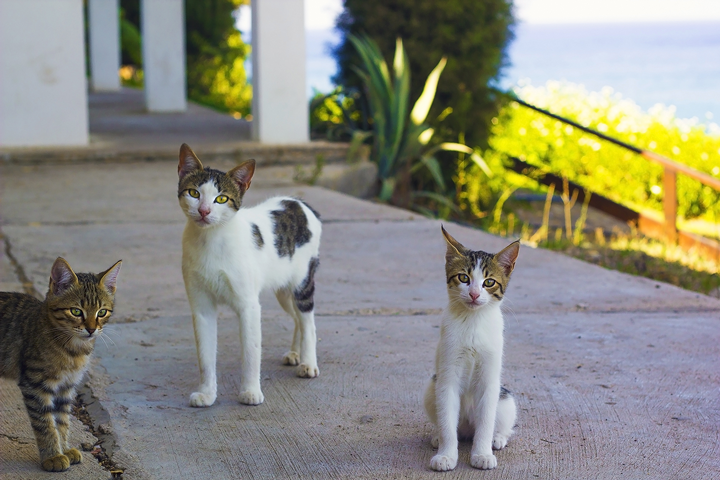 Drei schlanke junge Katzen auf einer Terrasse