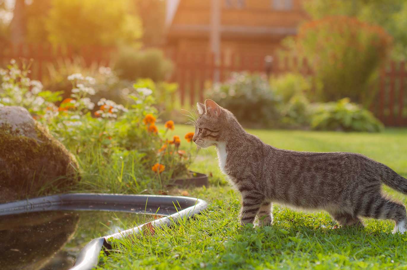 Eine Katze steht im Garten und beobachtet den Gartenteich.