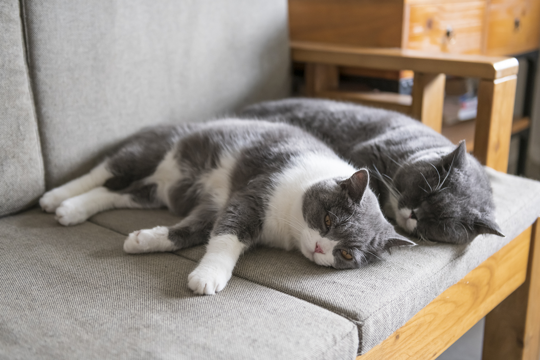 Zwei Katzen schlafen auf einer Couch.
