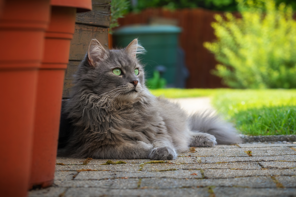 Eine langhaarige Katze liegt im Garten im Schatten.