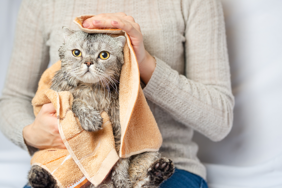 Eine Frau hält eine nasse Katze, die in ein Badehandtuch gewickelt ist.
