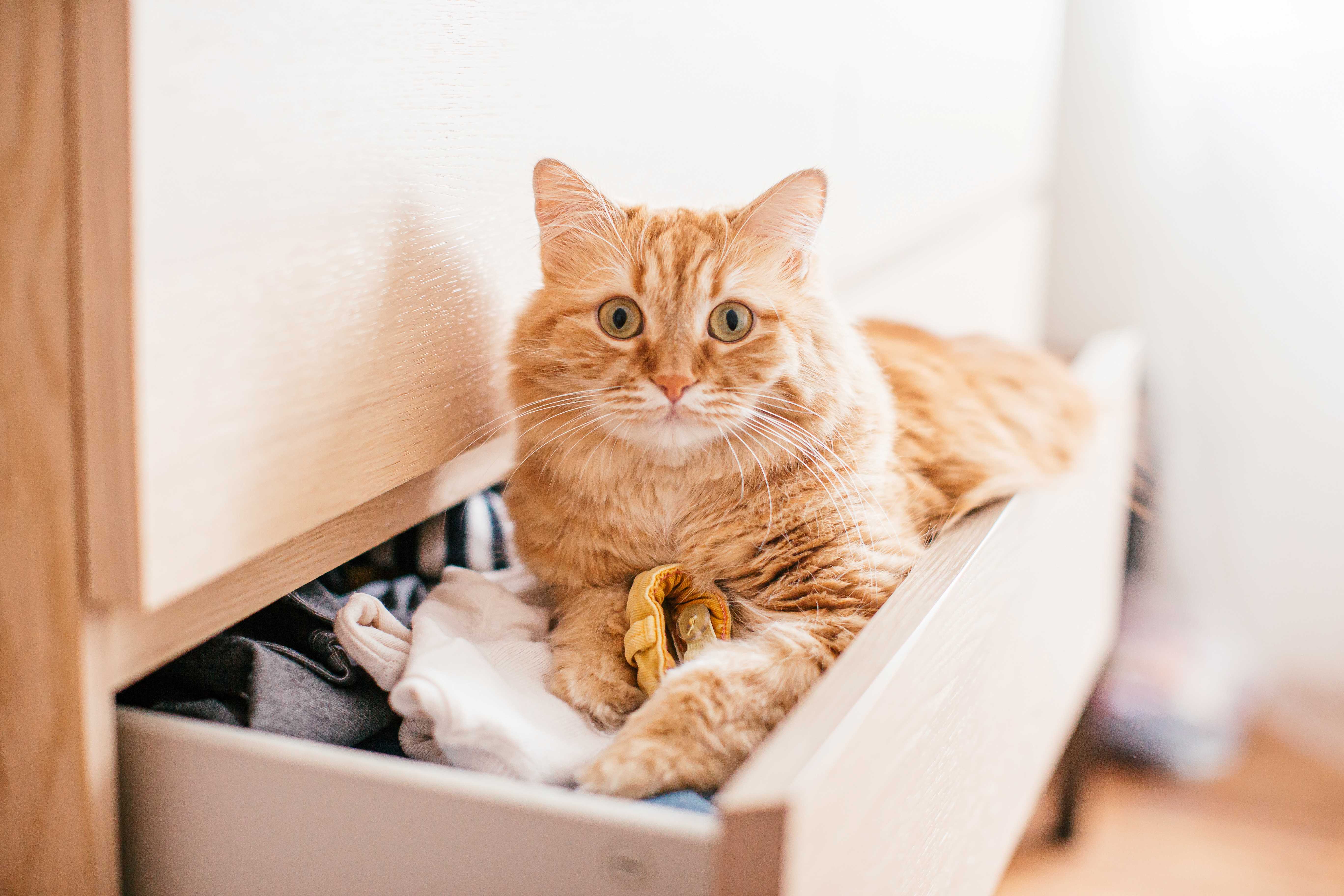 Katze macht es sich in einer Schublade gemütlich.