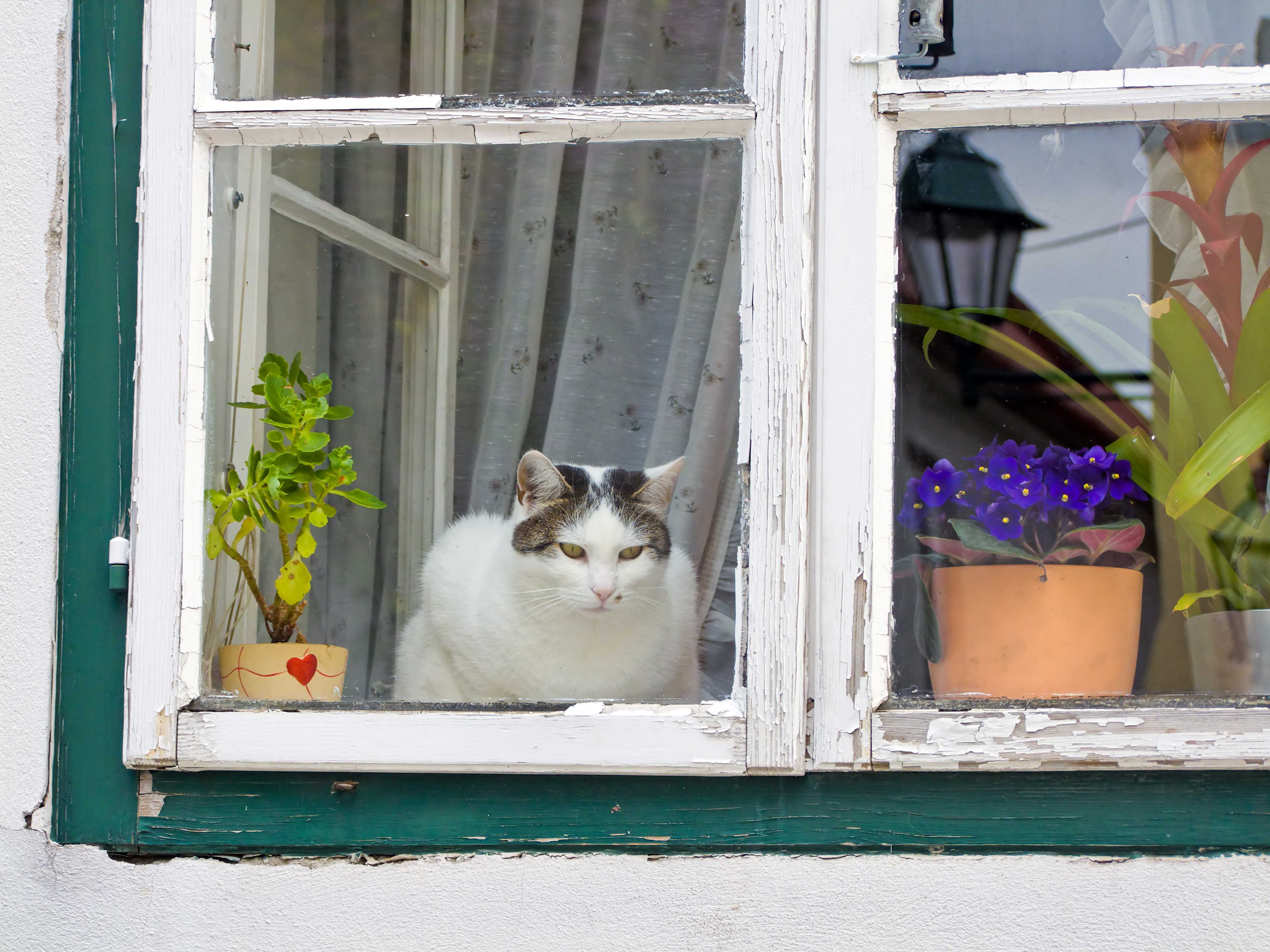 Eine weiße Katze sitzt am Fenster.