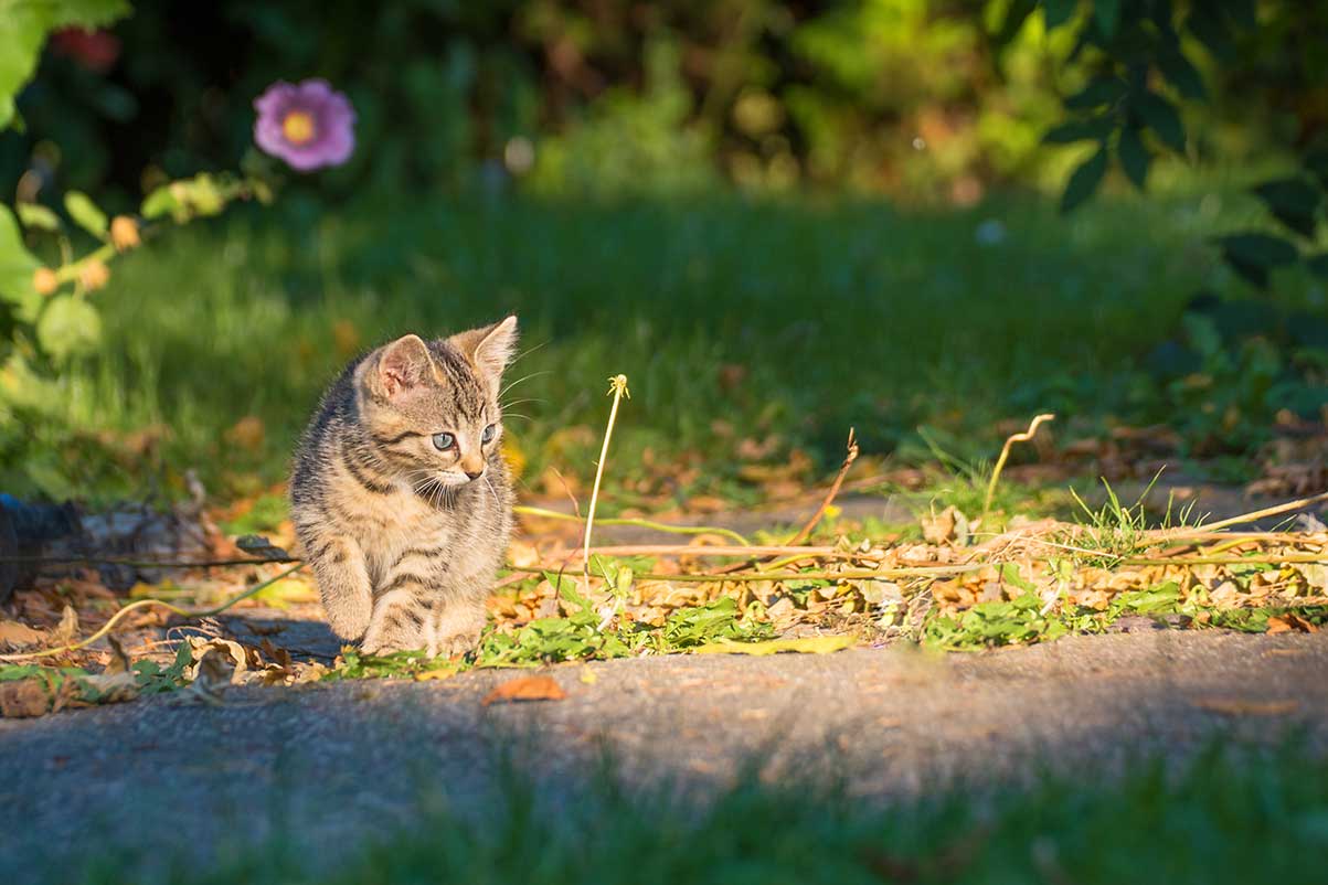 Freigänger-Katze