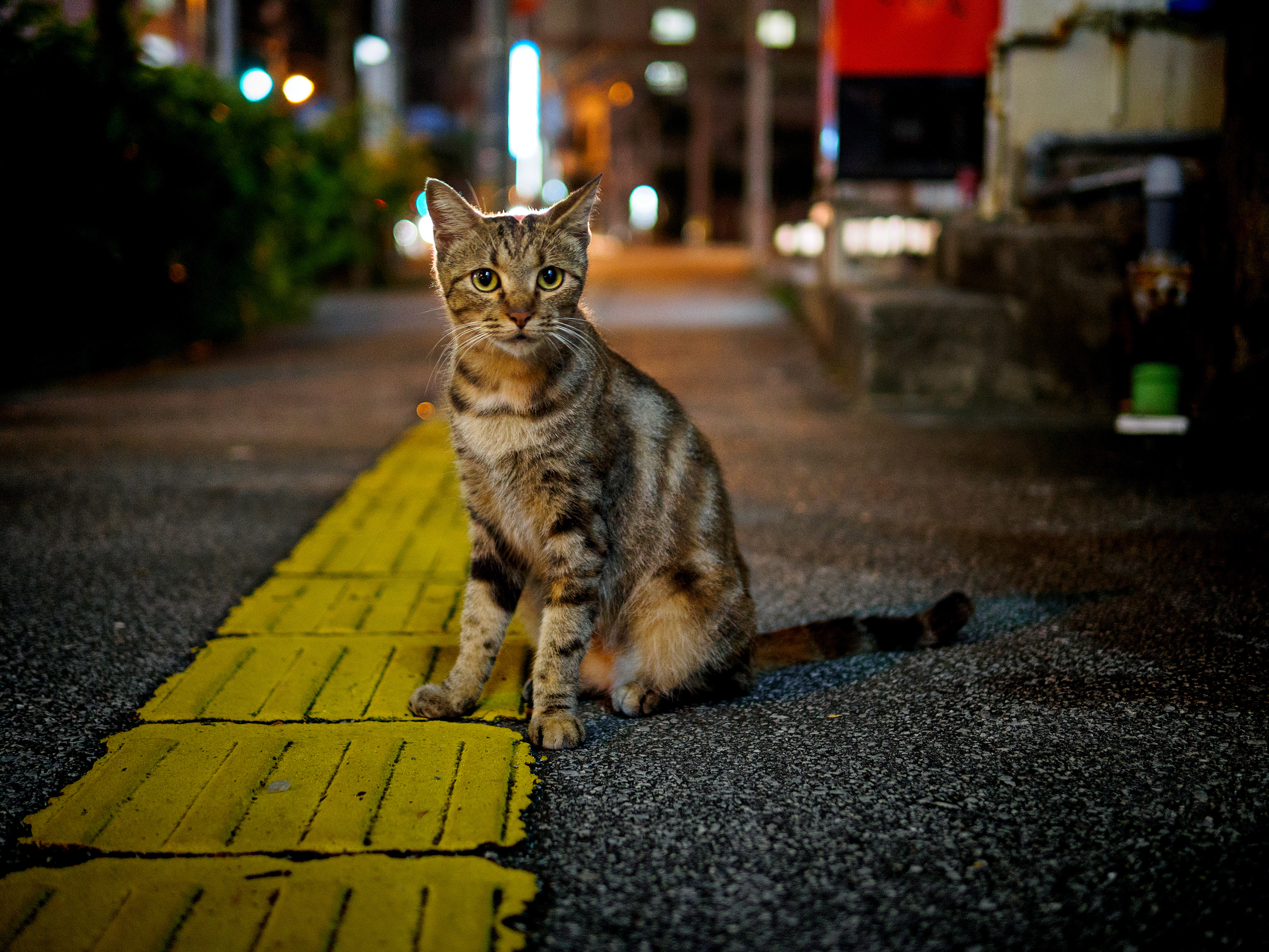 Katze nachts auf der Straße sitzend
