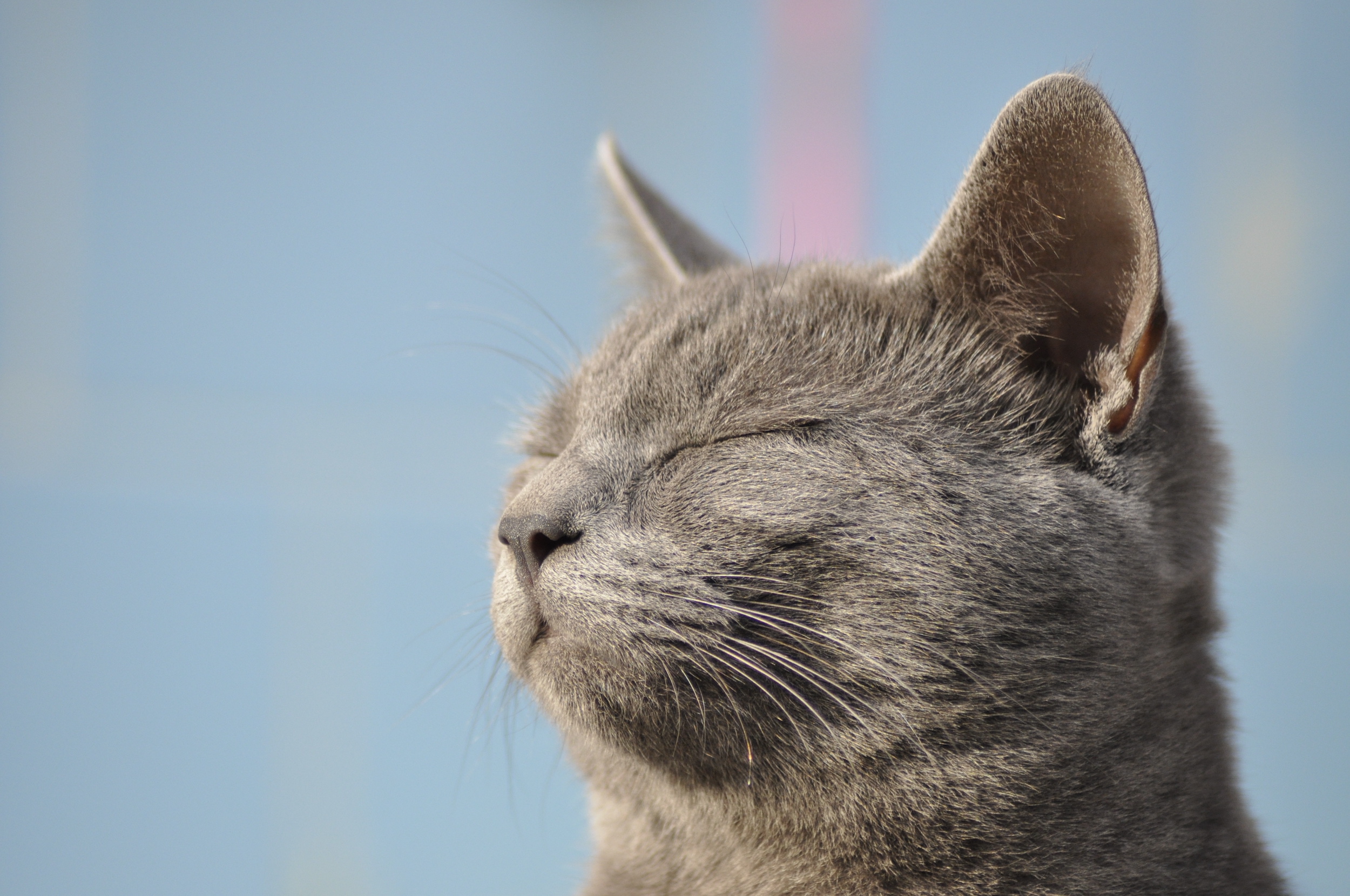 Urlaub mit der Katze So klappt es sicher MIAMOR
