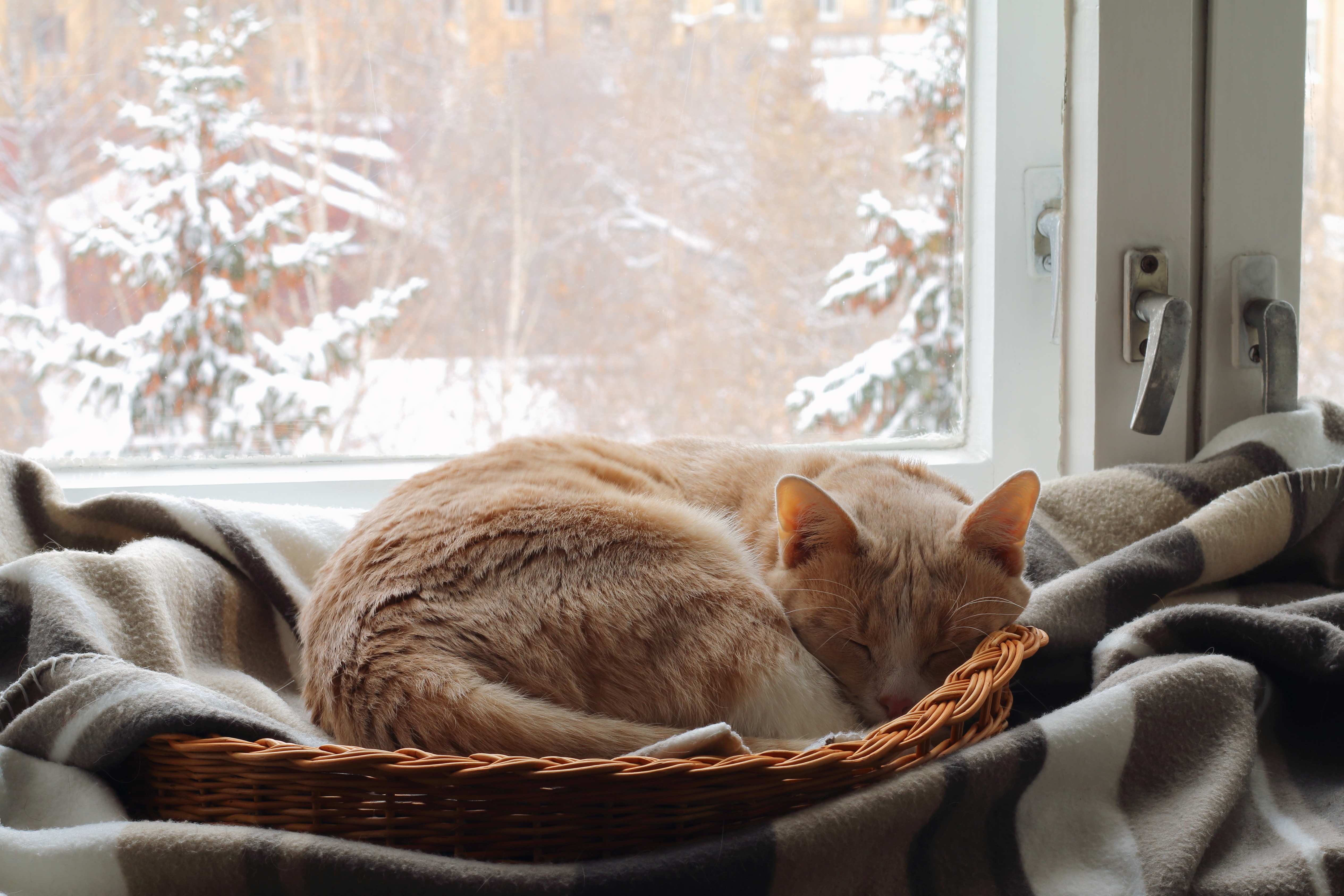 Schlafen Katzen im Winter mehr? | Miamor