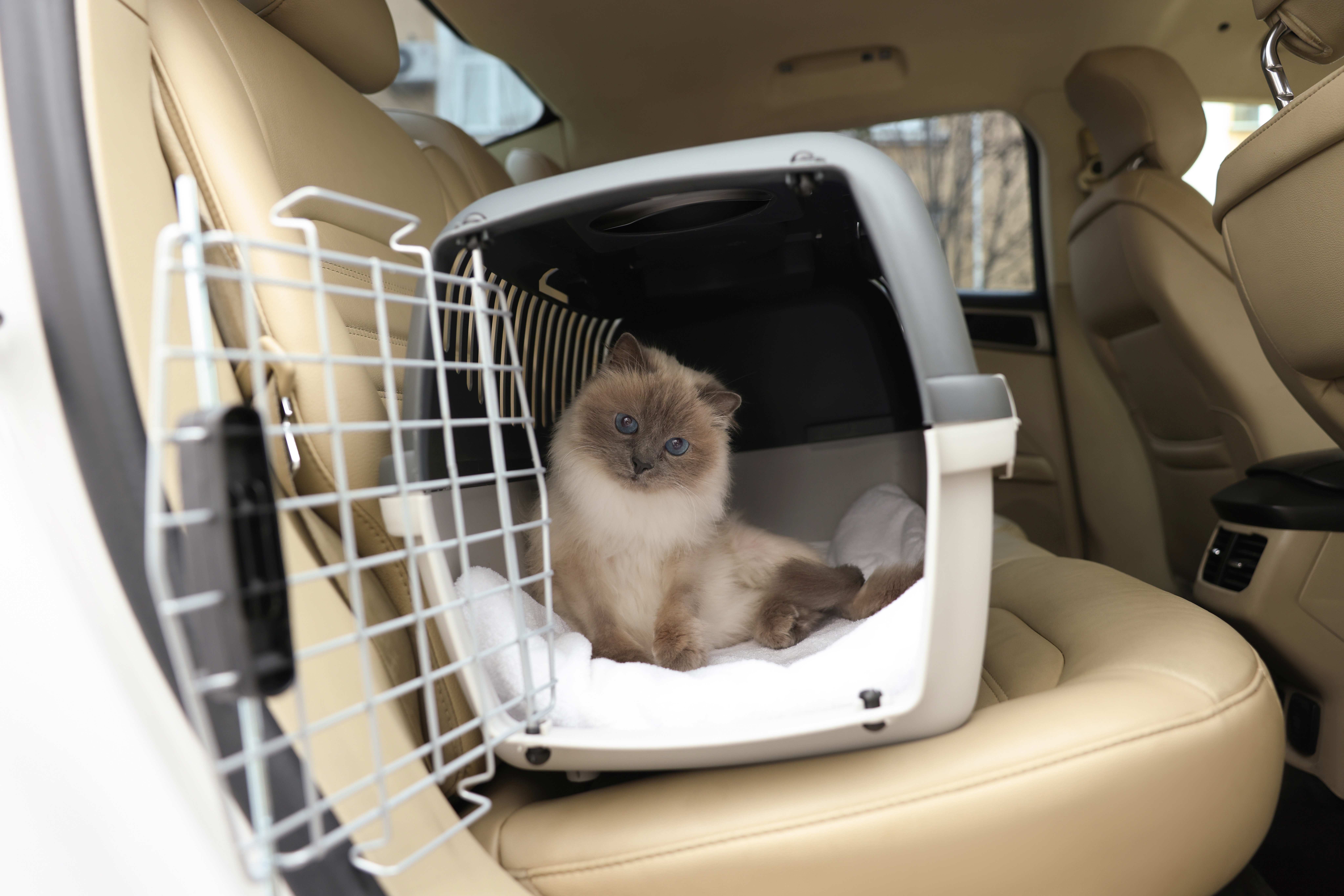 Katze im Auto transportieren Miamor