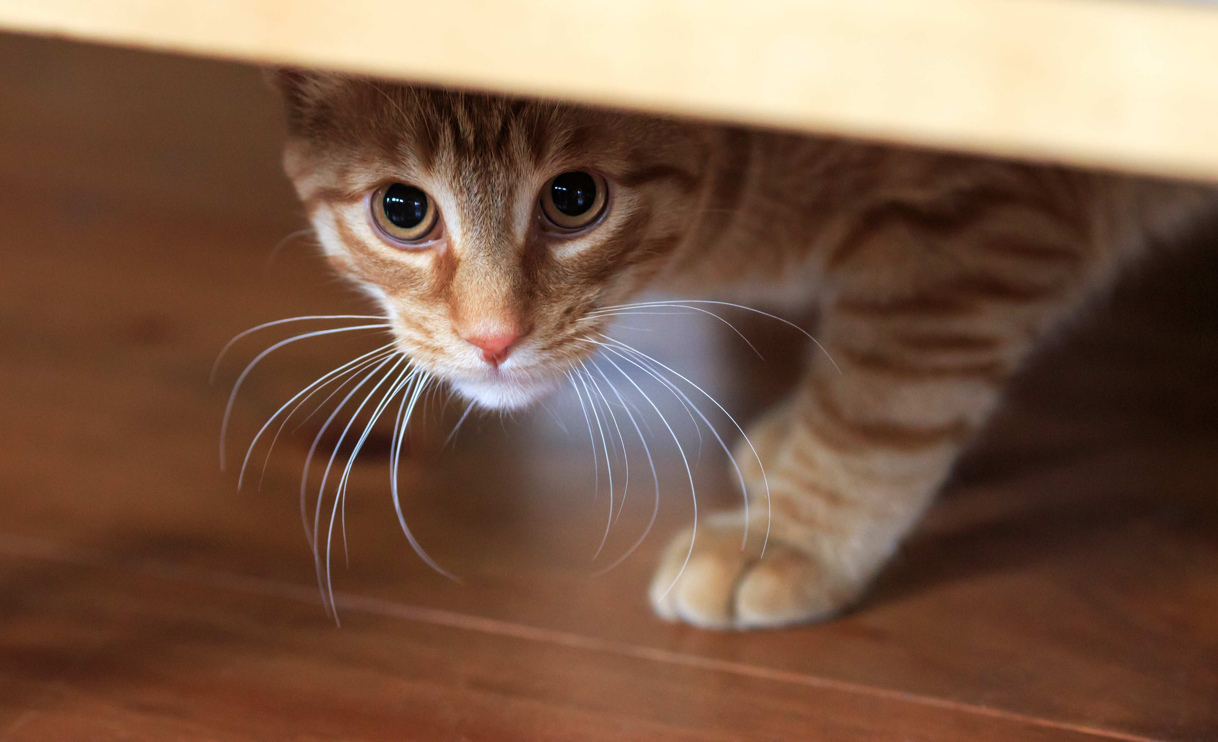 ngstliche Katzen Die Wichtigsten Infos Miamor ngstliche-katzen-die-wichtigsten-infos-miamor
